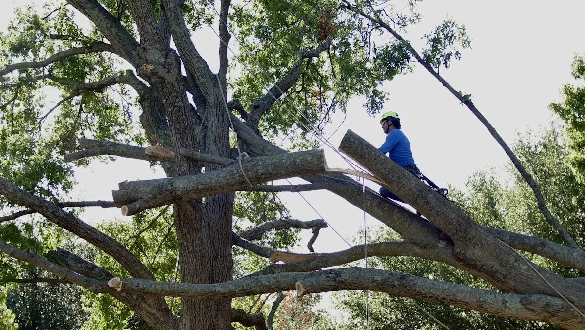 Professional Crown Thinning performed by certified arborists in Mountain City