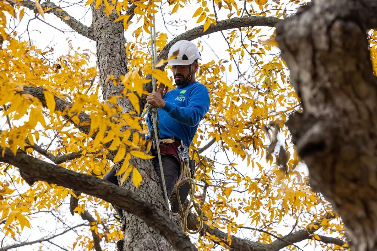Skilled Tree Trimming crew working in Mountain City